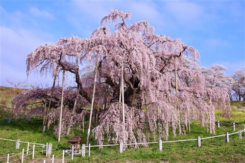 三春滝桜（4月頃撮影）